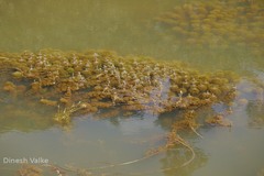Limnophila heterophylla